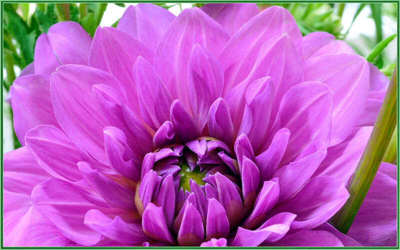 500px provided description: Score! From the local farmer's market, $10 for three bunches, or $4 a bunch. Brightens up the computer room! [#flowers ,#flower ,#summer ,#close-up ,#closeup ,#pink ,#flora ,#magenta ,#dahlia ,#sigma 105]