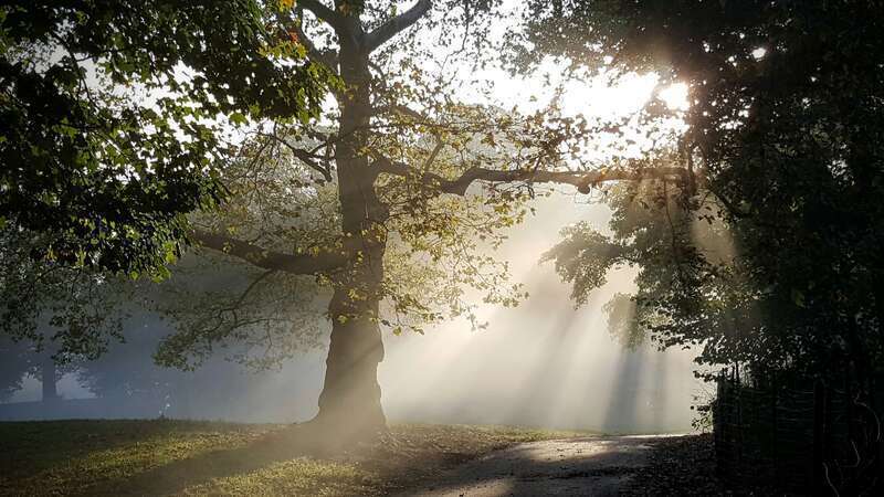 Section of Prospect Park: Long Meadow entrance 3rd St Prospect Park wildlife depicted: trees Date and time: 2016-10-13 08:04:00