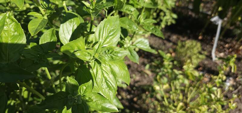 Sweet basil leaves in the herb harden at Meadowbrook Park in Urbana, Illinois