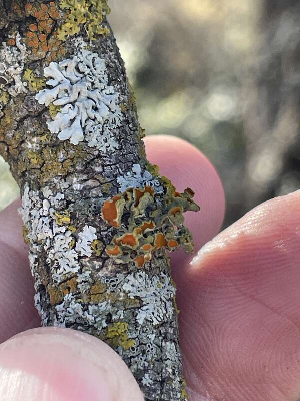 Golden-eye Lichen (Teloschistes chrysophthalmus)