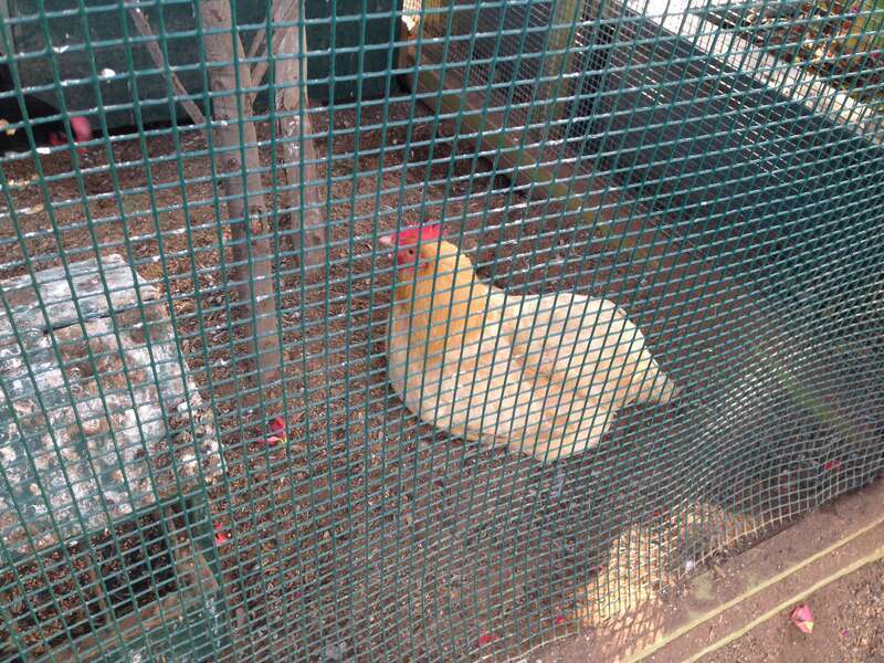 The Flower Fields at Carlsbad Ranch