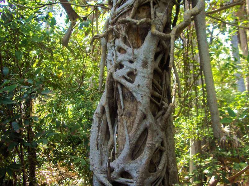 The roots wrap around the tree, weird atmosphere... Les racines entourent et étouffent le pauvre arbre, bizarre!