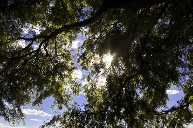 Edited with Lightroom and captureNX