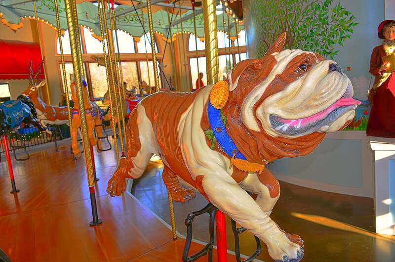 Timber is an inside row leaper.He is an English Bulldog and was sponsored by the Albany Union High School Alumni.