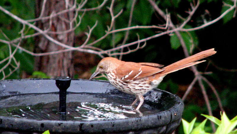Toxostoma rufum, Cary, NC 6248
