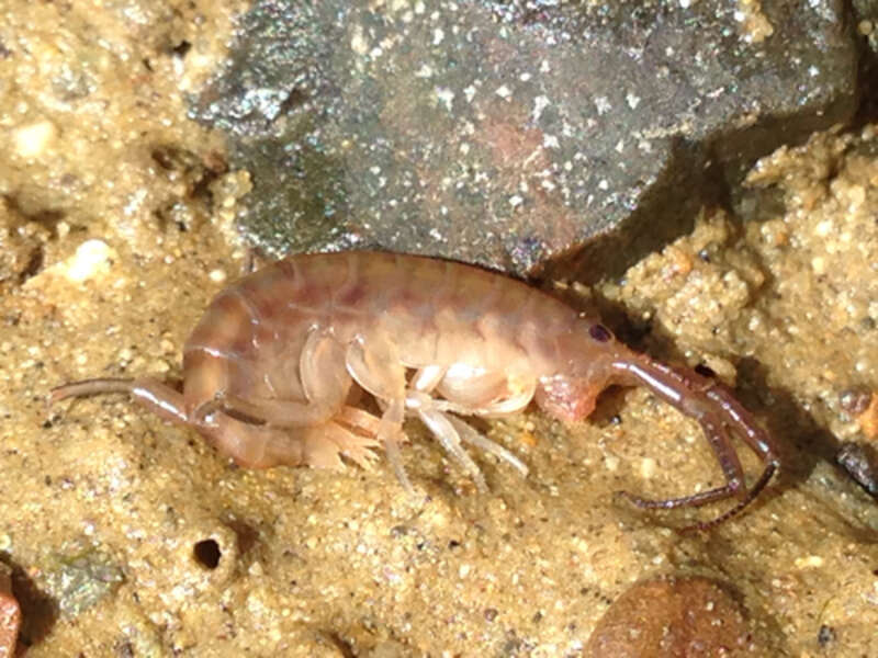 Transorchestia enigmatica or Lake Merritt Beach Hopper photographed in Oakland, California.
