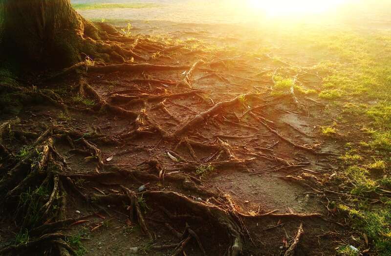 Tree root and sunshine