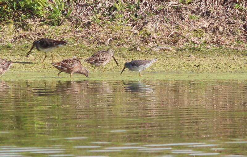 Stilt Sandpiper (right), Long-billed Dowitchers (left of center) and Greater Yellowlegs (far left)