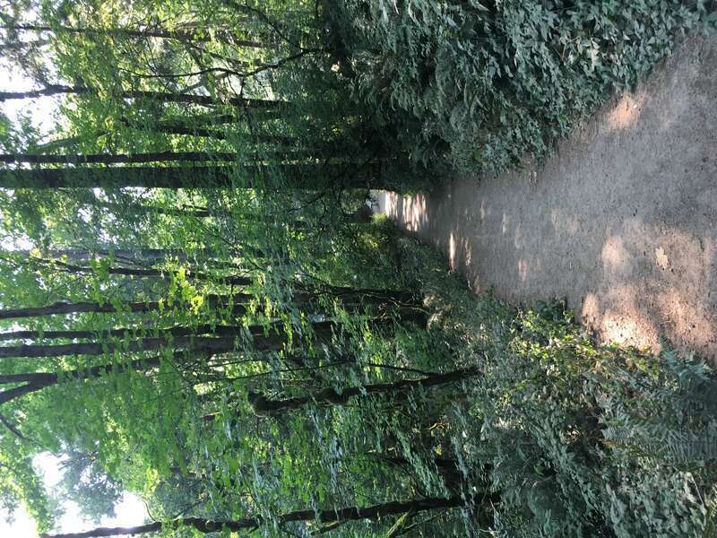 A trail in Tryon Creek State Natural Area in Multnomah County, Oregon on August 8, 2017