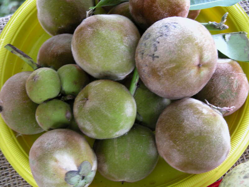 Velvet Apple aka Mabolo display at the Tropical AgFest, Fruit &amp;amp; Spice Park, Homestead, Florida on 11th June, 2005. The Scientific Name had been changed from Diospyros discolor to Diospyros blancoi.
