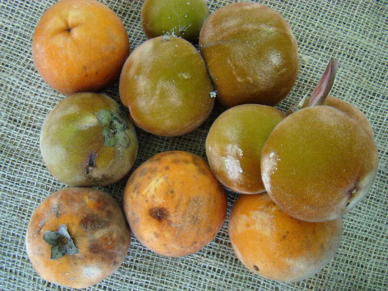 Velvet Apple aka Mabolo display at the Redland Summer Fruit Festival, Fruit &amp;amp; Spice Park, Homestead, Florida on 21st June, 2008. The Scientific Name had been changed from Diospyros discolor to Diospyros blancoi.