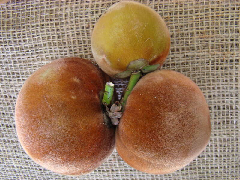 Velvet Apple aka Mabolo display at the Redland Summer Fruit Festival, Fruit &amp;amp; Spice Park, Homestead, Florida on 21st June, 2008. The Scientific Name had been changed from Diospyros discolor to Diospyros blancoi.