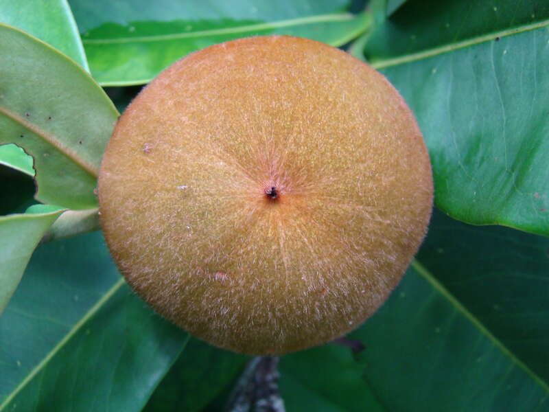 Velvet Apple aka Mabolo display at the Redland Summer Fruit Festival, Fruit &amp;amp; Spice Park, Homestead, Florida on 21st June, 2008. The Scientific Name had been changed from Diospyros discolor to Diospyros blancoi.