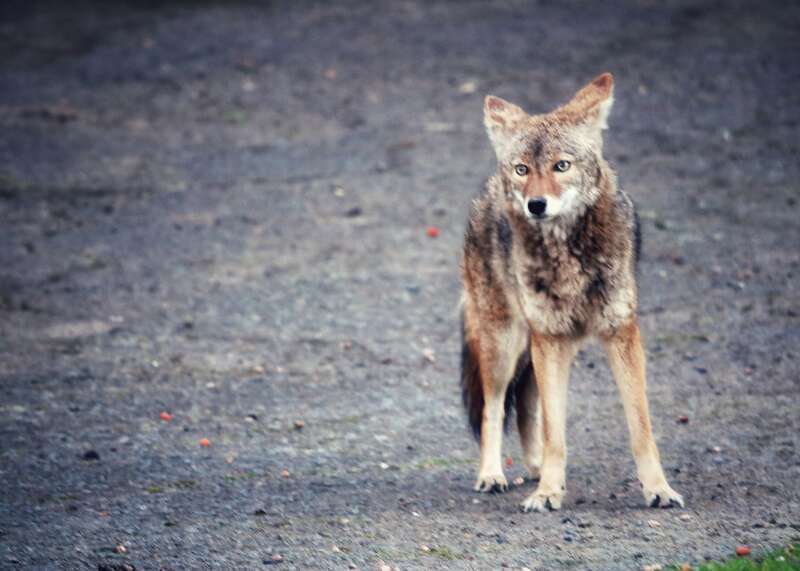 Met this young coyote yesterday evening walking Shy. It was a handheld slow exposure in poor light, but he kindly stood still. It was more of a &amp;lt;a href=&quot;https://www.youtube.com/watch?v=AFa1-kciCb4&amp;amp;index=22&amp;amp;list=RDh1PfrmCGFnk&quot;
