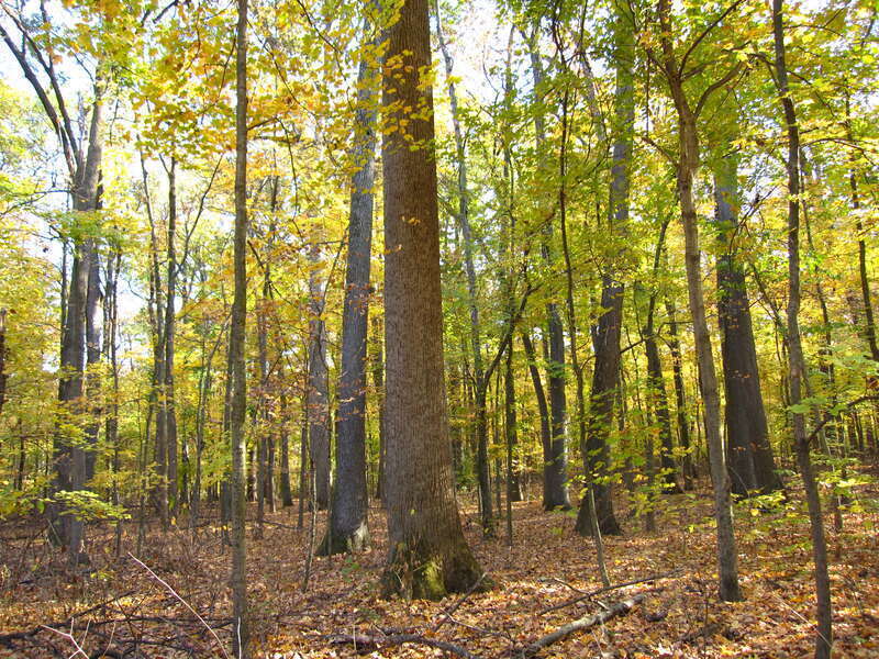 &quot;Old Growth forest&quot; at Wesselman Woods Nature Preserve at Evansville, IN