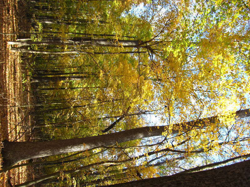 &quot;Old Growth forest&quot; at Wesselman Woods Nature Preserve at Evansville, IN