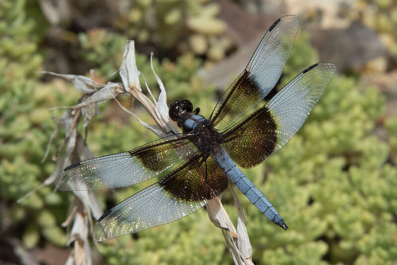 Ruth Bancroft Garden, Walnut Creek, CA