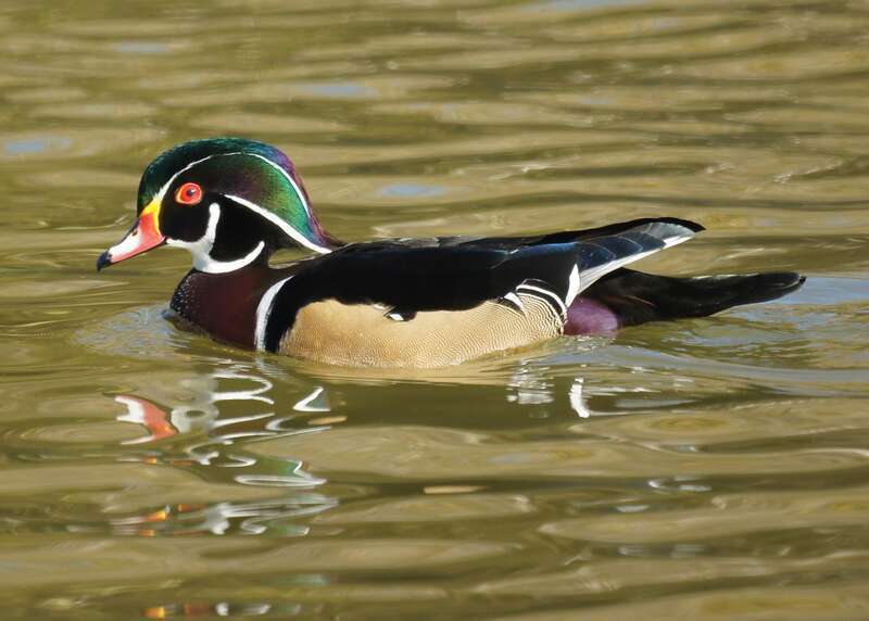 Wood duck, male, Yorba Regional Park, Anaheim, California