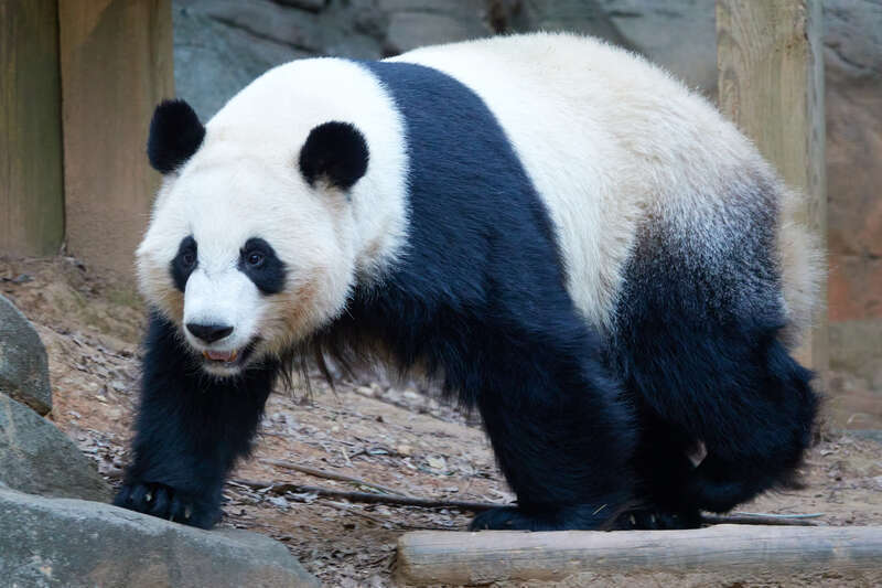 Giant Panda Ya Lun, born and now living at Zoo Atlanta in Atlanta, GA, USA. Daughter of Giant Panda Lun Lun. Her biological dad is Giant Panda Yang Yang. Twin sister of Giant Panda Xi Lun.