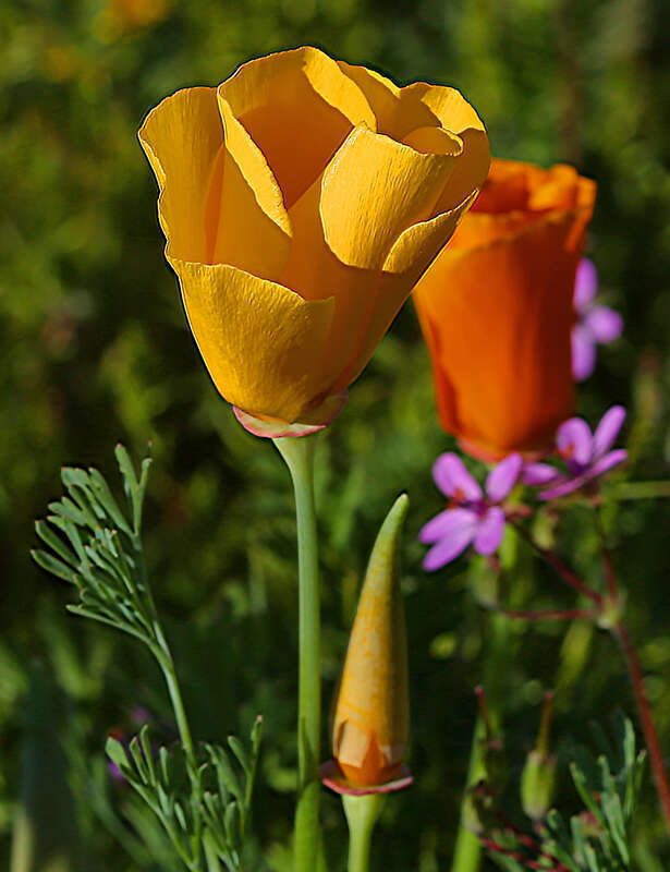 Although one may see many yellow poppies in gardens, they are very rare in the wild. During the 2017 flower season this was the only blooming yellow poppy I saw. It has not been color corrected and appears just as it did relative to the flowers