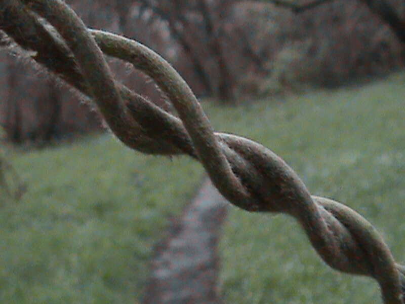 Close up of stem of California pipevine (Aristolochia californica). Easier to see the fuzziness of the stem.