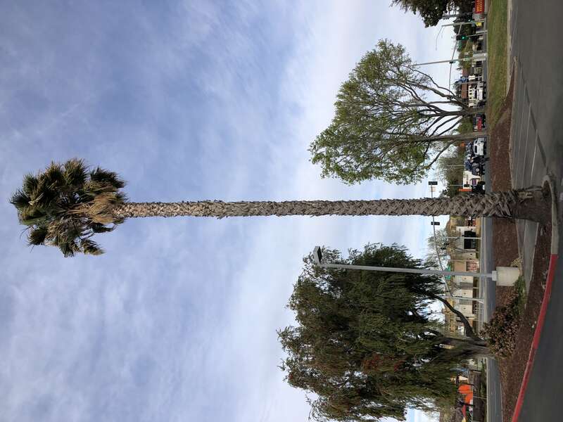 A fan palm in a parking lot along California State Route 82 (El Camino Real) in Sunnyvale, Santa Clara County, California