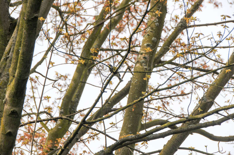 Audubon's Warbler Setophaga auduboni, Gas Works Park, Seattle