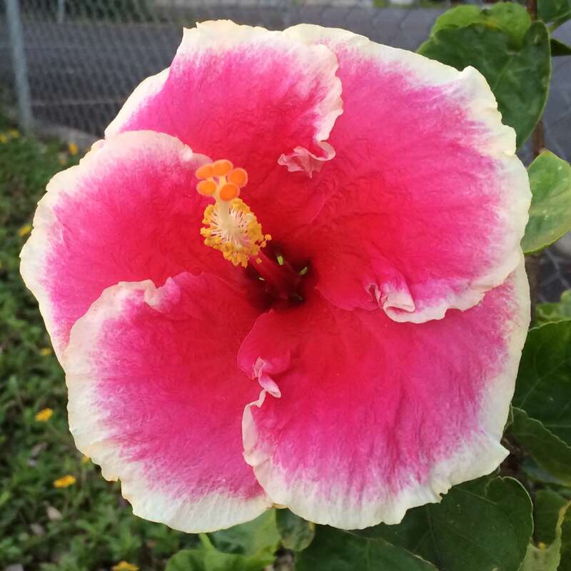 Beautiful hibiscus flower.