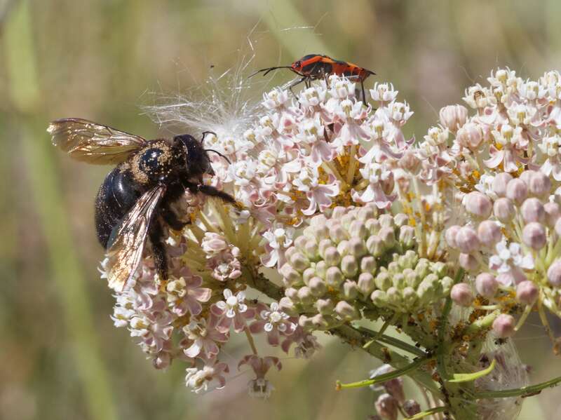A female carpenter bee meets a milkweed bug on a milkweed cluster at Ulistac Natural Area, City of Santa Clara, CA. Note, too that this milkweed cluster is loaded with small yellow aphids, and the carpenter bee has honey-like goo on her feet. I