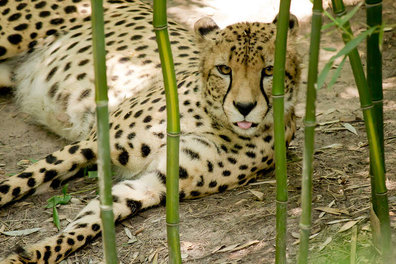 500px provided description: A cheetah with a :-P [#cheetah ,#cheeky]
