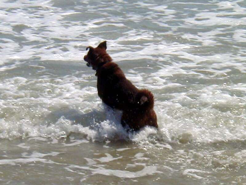 He is usually reluctant to enter the water until and unless he chases another dog into the drink.  Then he's just a waterdog.