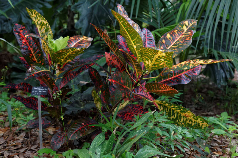 Codiaeum variegatum (croton)