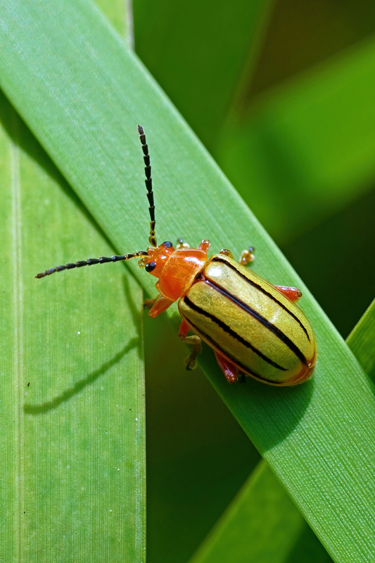 Disonycha quinquelineata