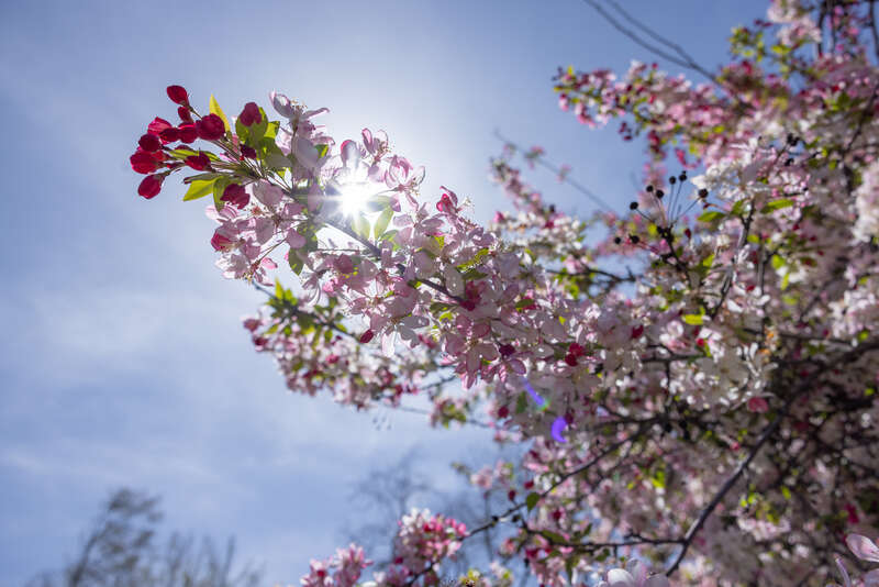 Descanso Gardens, Los Angeles