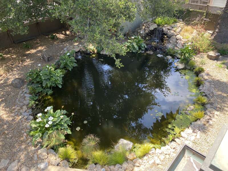 This is the large koi pond that was installed at the Henry Levy House in Oxnard, CA.