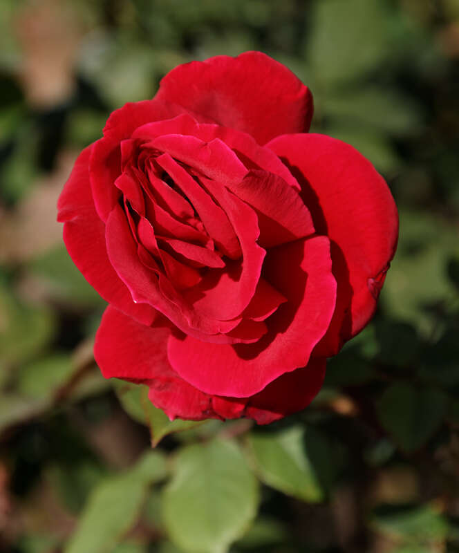 hybrid tea rose