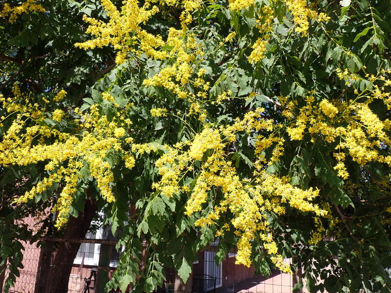 Golden raintree in a neighborhood near Tiguex Park, This tree is a common ornamental throughout the the area of Albuquerque, Bernalillo County, New Mexico.