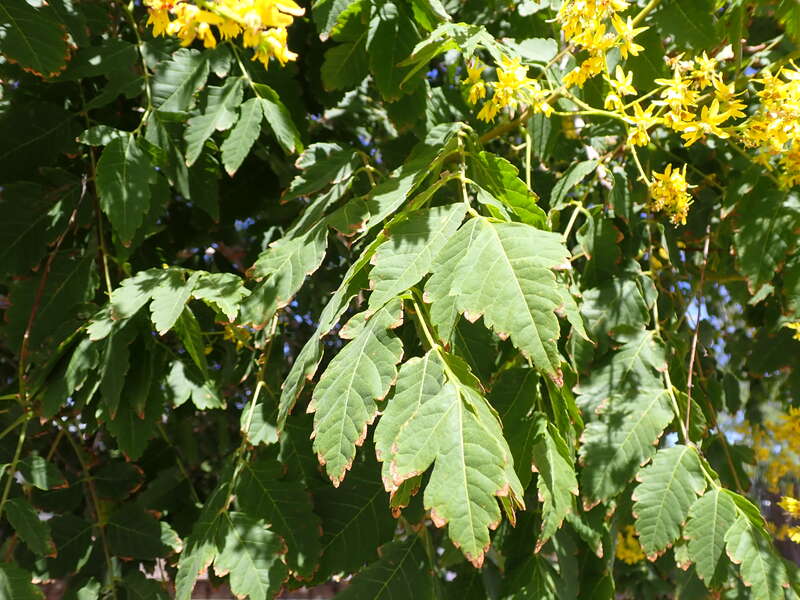 Golden raintree in a neighborhood near Tiguex Park, This tree is a common ornamental throughout the the area of Albuquerque, Bernalillo County, New Mexico.