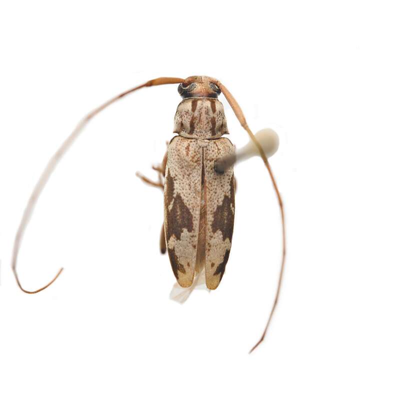 Lepturges angulatus in the United States