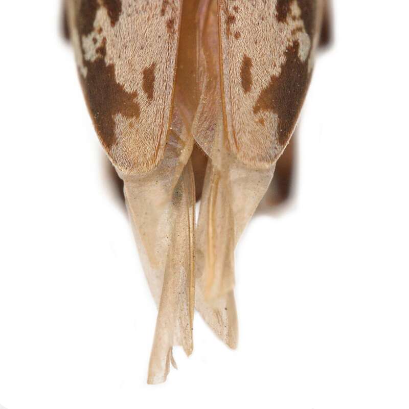 Lepturges angulatus in the United States