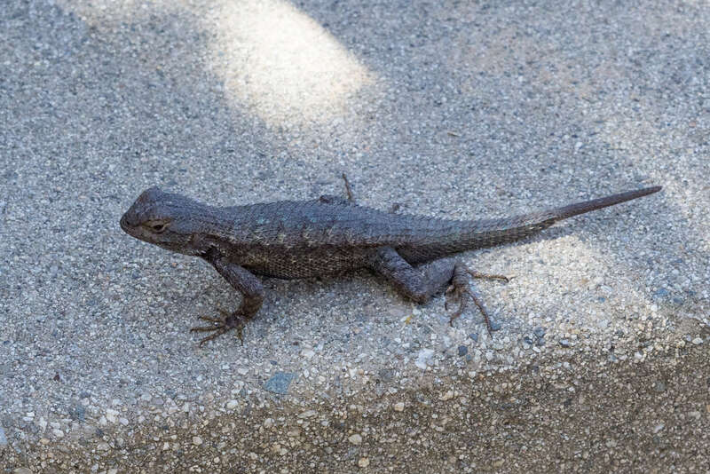 Descanso Gardens, Los Angeles