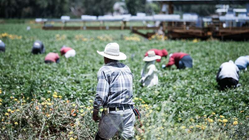 Mexican Fruit Pickers