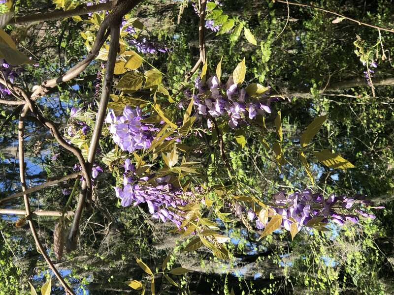 Purple Wisteria Seen At Kanapaha Botanical Gardens.