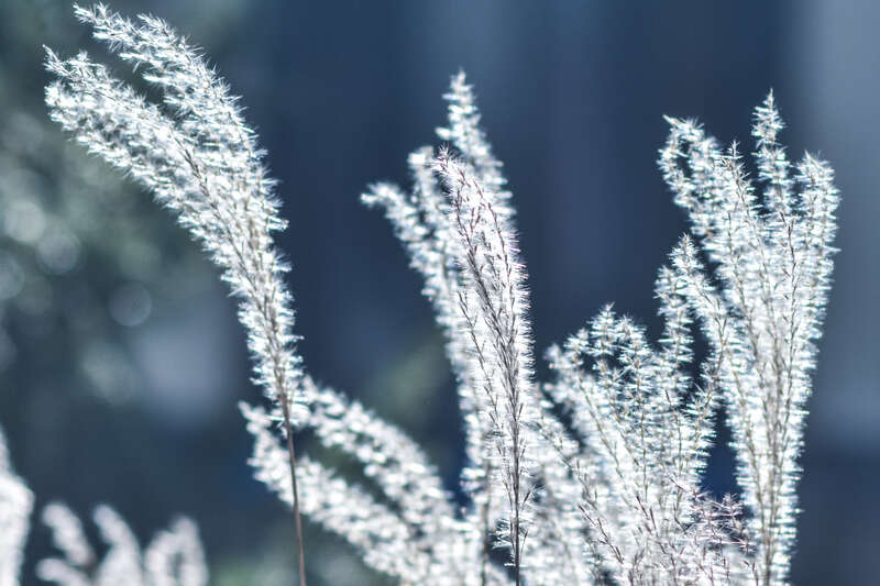 Stan Hywet Hall and Gardens