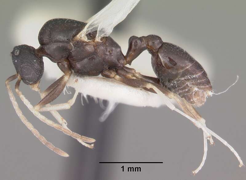 Profile view of ant Temnothorax bradleyi specimen casent0104013.