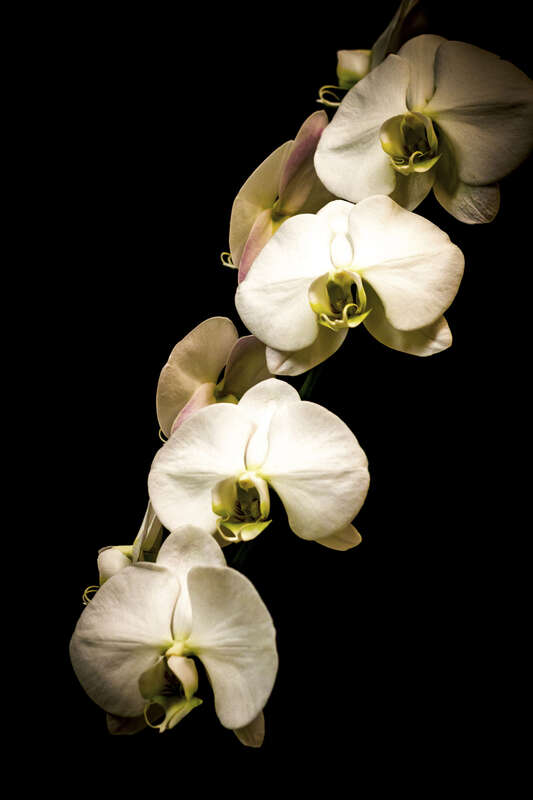 500px provided description: One of the most exotic flowers, the orchid is beautiful and complex, with many rare varieties. [#nature ,#beautiful ,#still life ,#elegance ,#orchid ,#white flower ,#blooming]