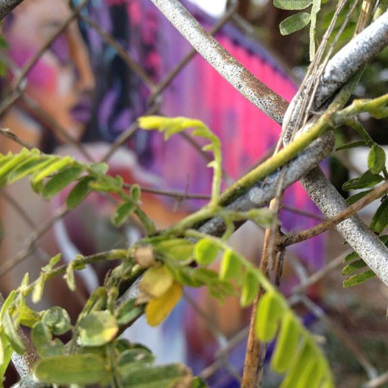 Wynwood Instawalk by Igersmiami - March 2013