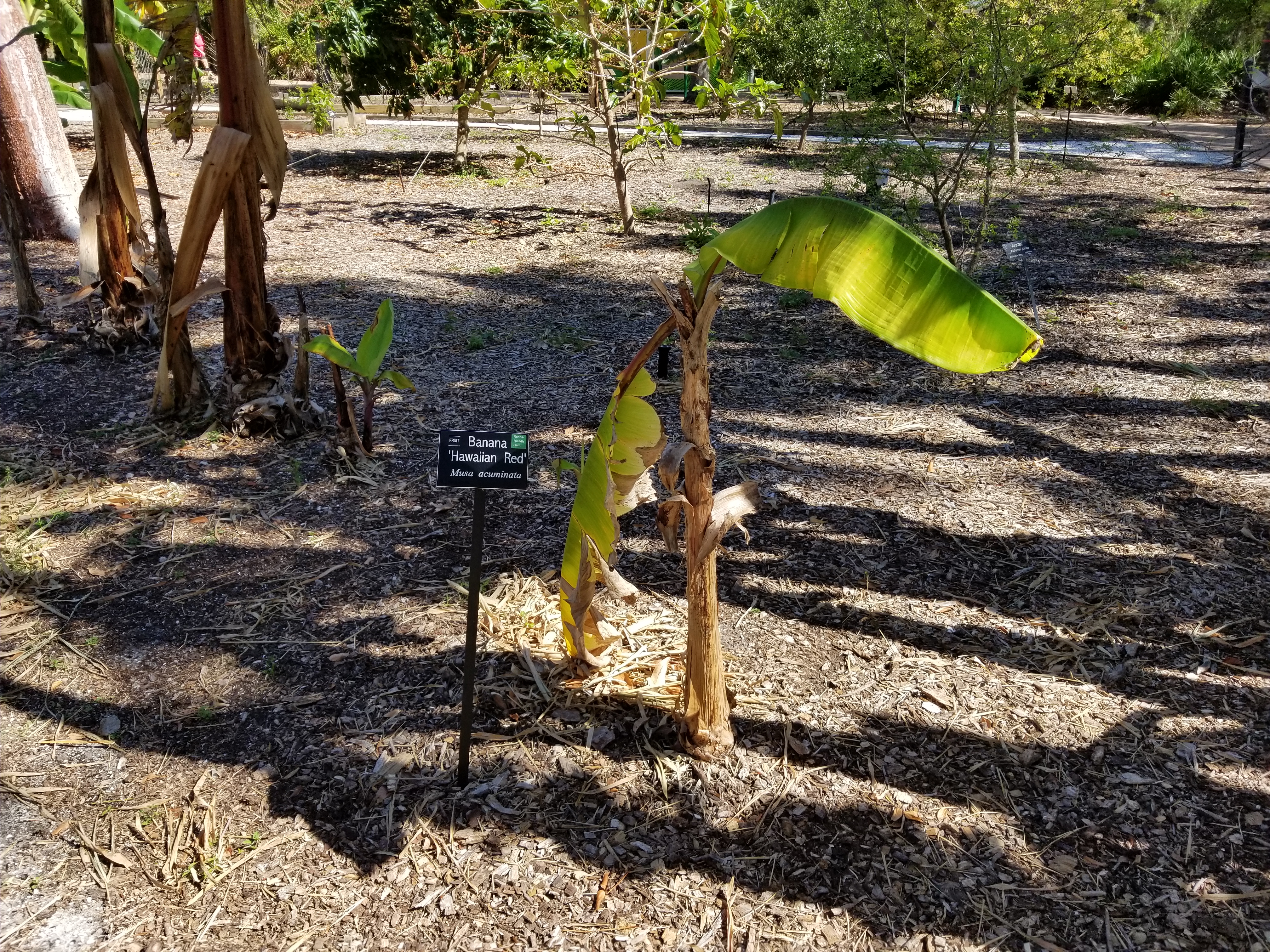 'Hawaiian Red' Banana tree in the Tropical Fruit Garden of Florida Botanical Gardens, Largo, FL.
