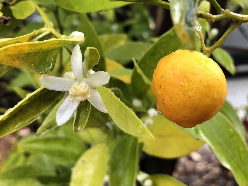 Flower and fruit on a dwarf citrus along South Pastoria Avenue in Sunnyvale, Santa Clara County, California