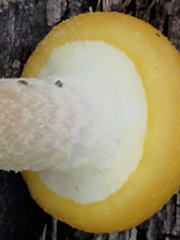 Honey Mushroom (Armillaria mellea)